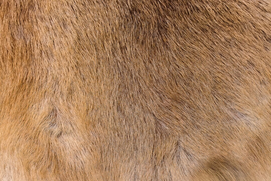 Texture of Nordic reindeer skin and hides for sale Trollstigen Norway 