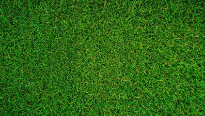Obraz premium Green Grass Covering the Ground in a Bright Outdoor Area During the Day