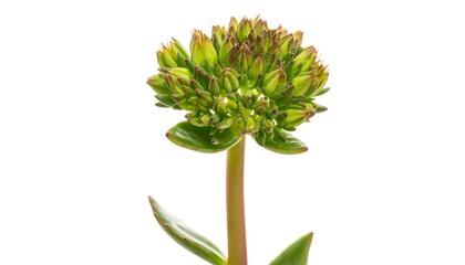 Close-up of a Sedum plant bud against a white background.