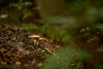 Serene forest environment with glowing red fungi and gentle light