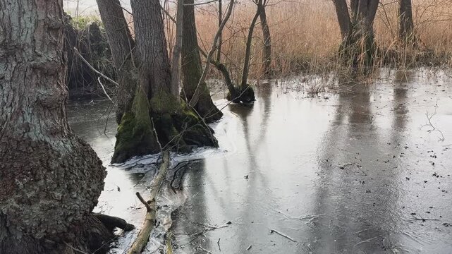 Eisfl&auml;che in einem Auwald