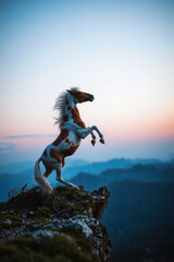 Rearing Stallion at Twilight Cliff