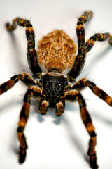 Cosmic Spider Weaving Star Tapestry