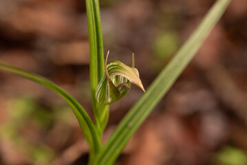 Irson's Greenwood orchid, pterostylis irsoniana, in flower. West Coast of the South Island of New Zealand.