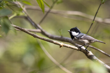 枝にとまるヒガラ