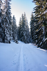 Obraz premium Snowy winter landscape with pine forest under blue sky