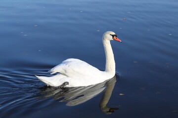 Obraz premium Swan swimming on a calm lake with reflection in the water, close-up nature scene