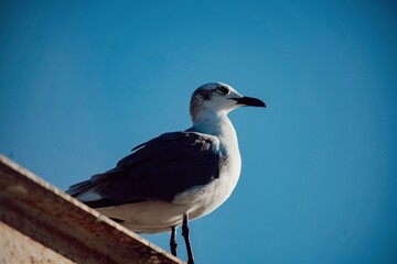 Primer plano de aves acuaticas tomando el sol gaviotas