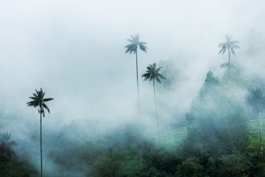 Cocora y su Palma de cera