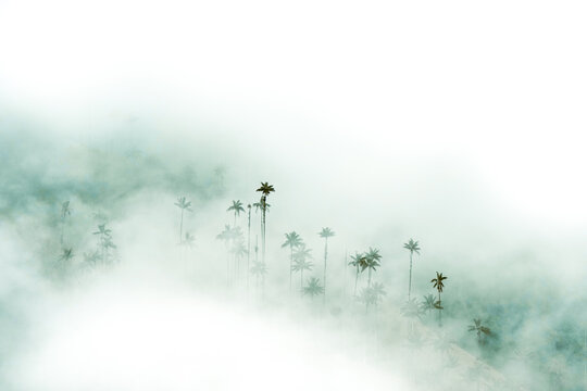 Cocora y su Palma de cera