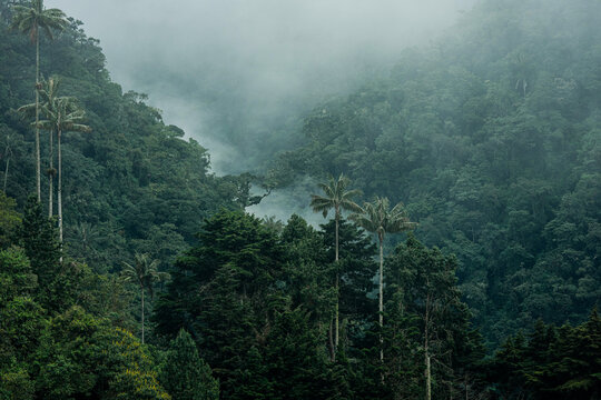 Cocora y su Palma de cera