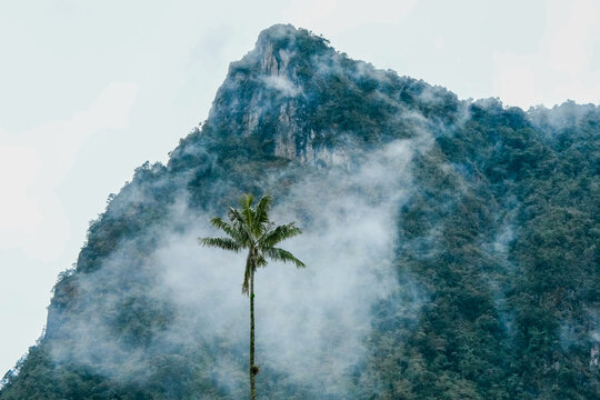 Cocora y su Palma de cera