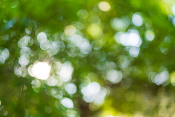 Obraz premium Abstract blurred nature green leaf with bokeh background in the park,Beautiful abstract blurred green nature background with sunlight and bokeh circles from trees in a public park.