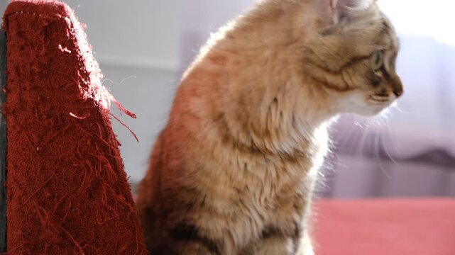 Cute tabby cat scratching old fabric chair.  Cute funny mixed breed kitten, pets, pampered pets.  Sharpening claws. Scratching post.