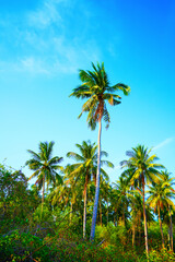 Naklejka premium Sunlight shines through tropical palm trees on blue sky background. Tall palm trees stretch towards sky with green leaves and sunlight streaming through. Scene shows bright, warm weather in tropical.