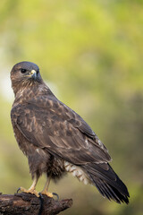 Fototapeta premium Common buzzard (Buteo buteo) photographed in Spain