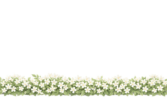 White Jasmine Flowers Lower Border, Botanical Watercolor Illustration