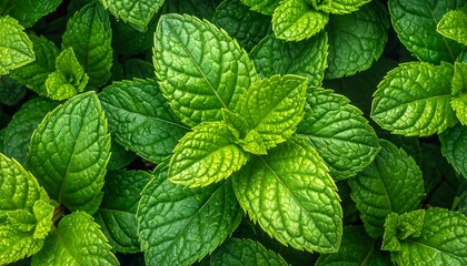Fresh Mint Leaves - A Vibrant Close-Up of Natures Aroma.
