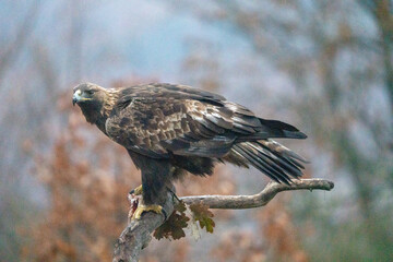 Golden eagle (Aquila chrysaetos) photographed in Spain