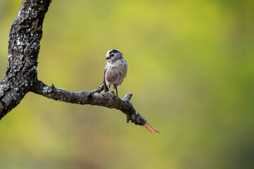 Long-tailed tit (Aegithalos caudatus) photographed in Spain © AngelEnrique