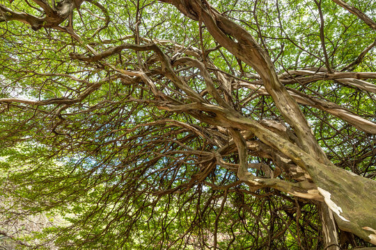 Brazilian Rain Tree (Pithecellobium tortum)