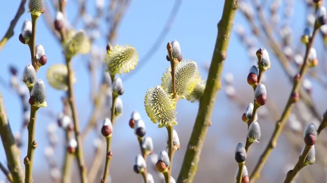 Spring Awakening - Pussy Willow Catkins Gently Swaying, Bursting with Life Against a Clear Blue Sky.