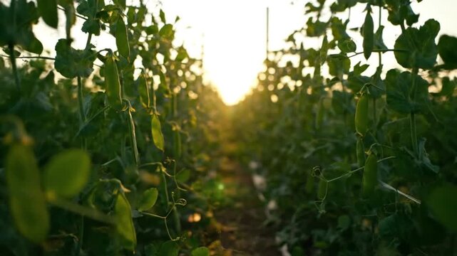 Lush green pea plants growing in rows in a field at sunset, with a bright sun flare.