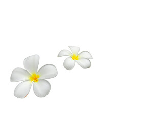 frangipani flower isolated on white