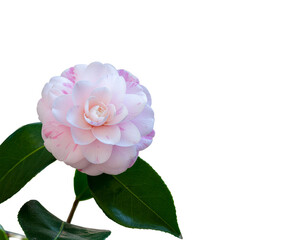 Fototapeta premium pink rose isolated on white