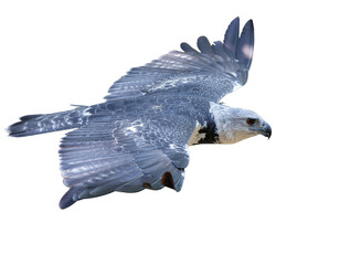 eagle isolated on white