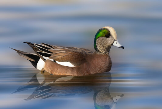 American Wigeon on smooth water with a reflection in the water. The American wigeon is a common North American dabbling duck, known for the male's distinctive white cap and green eye stripe. 