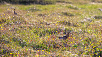 Isländische uferschnepfe, limosa in Dalvik, Nordisland
