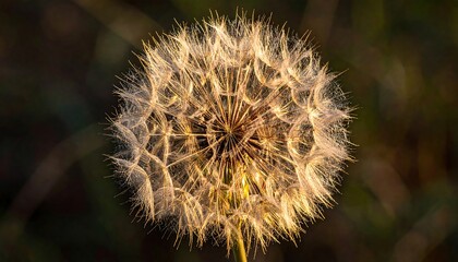 Close-up of a dandelion seed head in golden light.
