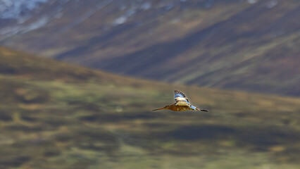 Isländische uferschnepfe, limosa in Dalvik, Nordisland