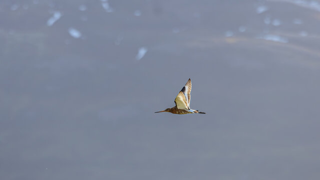 Isl&auml;ndische uferschnepfe, limosa in Dalvik, Nordisland