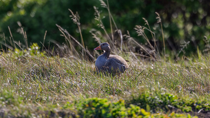 Graug&auml;nse, wilde Wasserv&ouml;gel in Dalvik, Nordisland