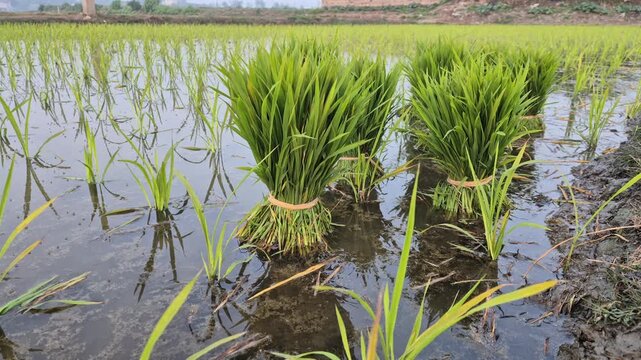 Professional cinematic video of leftover bundles of rice seedlings kept in a muddy paddy field after transplantation, Rural Life & Farming Scenes in Bangladesh, 4K UHD 30fps.