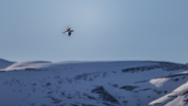 Der Rotschenkel (Tringa totanus) geh&ouml;rt zur Familie der Schnepfenv&ouml;gel (Scolopacidae). Nordisland