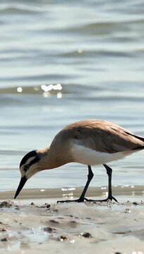 Detailed 4K wildlife close up of solitary Terek sandpiper standing on textured mudflat while foraging highlighting focus behavior wetland bird 