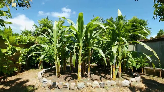 Bright 4K circular framed shot of homegrown sugar cane growing backyard farm under sunny tropical conditions showcasing sustainable living small scale 
