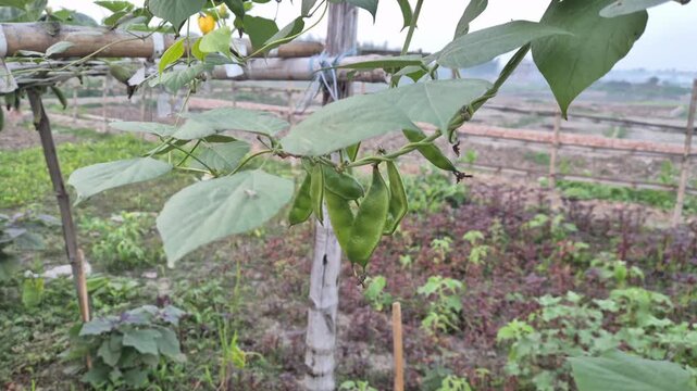 Professional cinematic close-up video of fresh green flat beans (hyacinth beans) hanging from a vine, Rural Life & Farming Scenes in Bangladesh, 4K UHD 30fps.