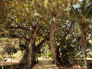 Fototapeta premium Massive Moreton Bay fig trees (Ficus macrophylla) with huge buttress roots and a paved pathway in a sunny Mediterranean garden, showcasing natural architecture.