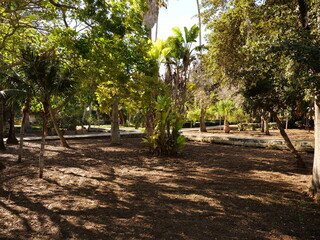 Sunny tropical park with large trees and palm trees, mulch ground cover, stone
retaining wall, and sun light and shadows. Lush green garden landscape with no people,
ideal for travel, nature, or envir