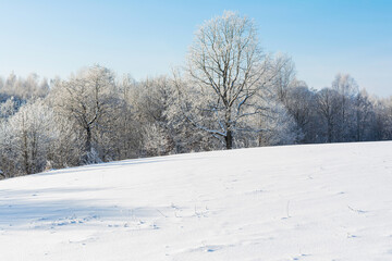 Fototapeta premium Snow-covered meadow meets a thicket of frost-clad trees, under clear blue sky. Snowflakes dance on branches. Picturesque winter glow.
