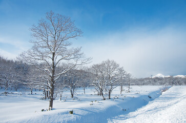 冬の晴れた日の朝、雪に埋もれた北海道内の高層湿原歌才湿原