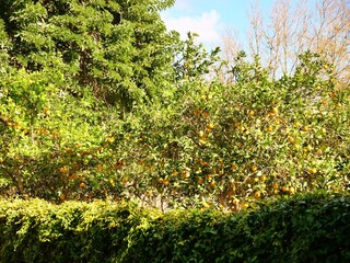 Fototapeta premium Orange citrus trees grove full of ripe yellow and orange fruit outdoors on sunny day.