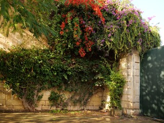 Orange and pink bougainvillea vines covering old stone wall in sunny Mediterranean
garden.