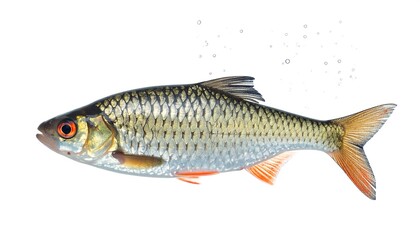Detailed illustration of a rosy barb fish swimming.