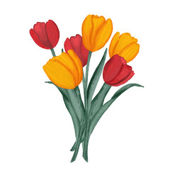Fototapeta premium Hand-drawn watercolor illustration of a bouquet of tulips. Delicate and elegant tulips painted in soft watercolor style 