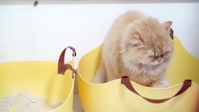 Fluffy yellow cat playfully hides in cozy litter box, showcasing soft fur and vibrant colors, while exploring its cheerful indoor environment filled with curiosity and comfort
